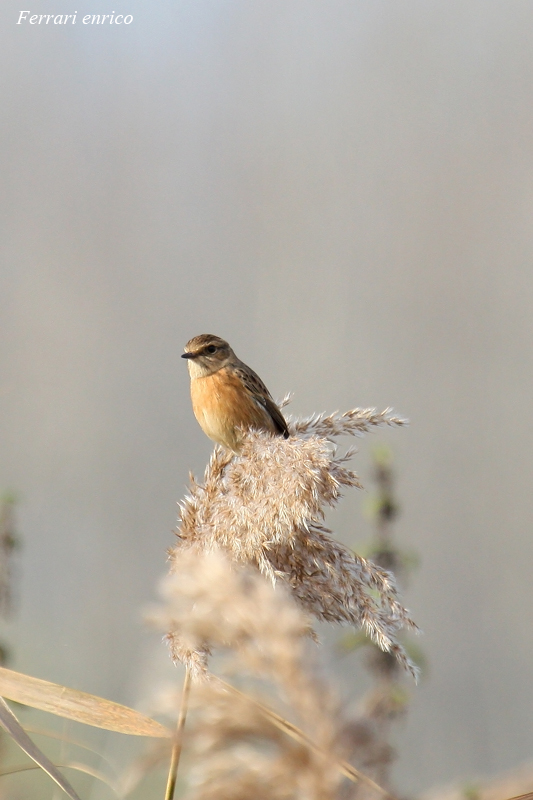 maschio e femmina di Saltimpalo (Saxicola rubicola)